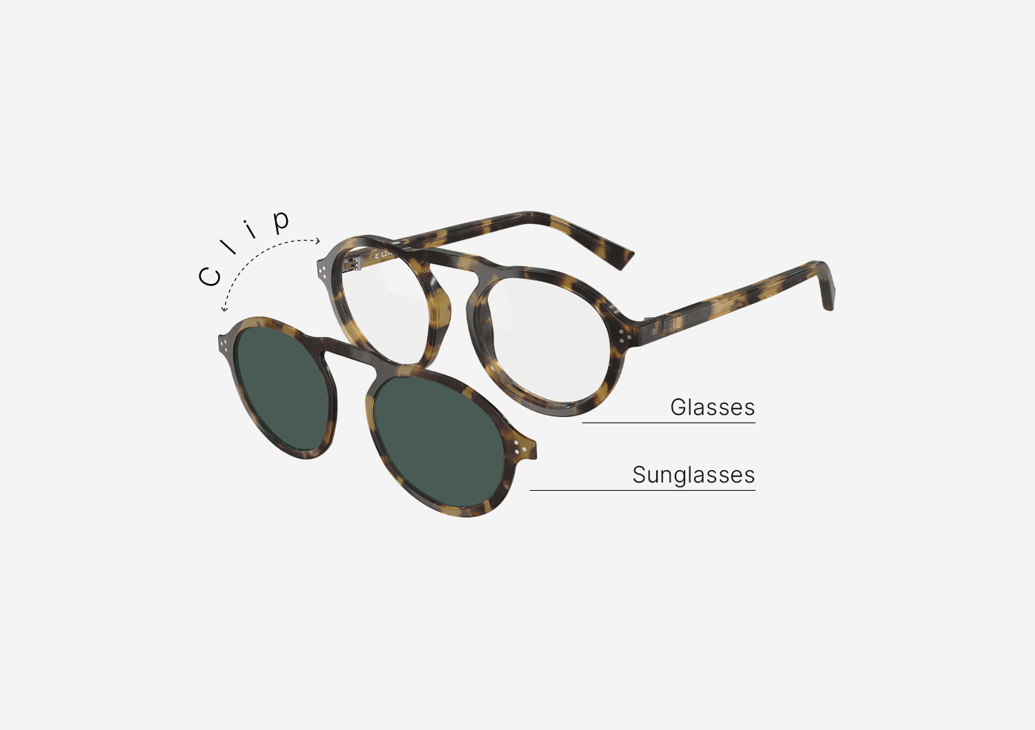 Origin | Tortoise